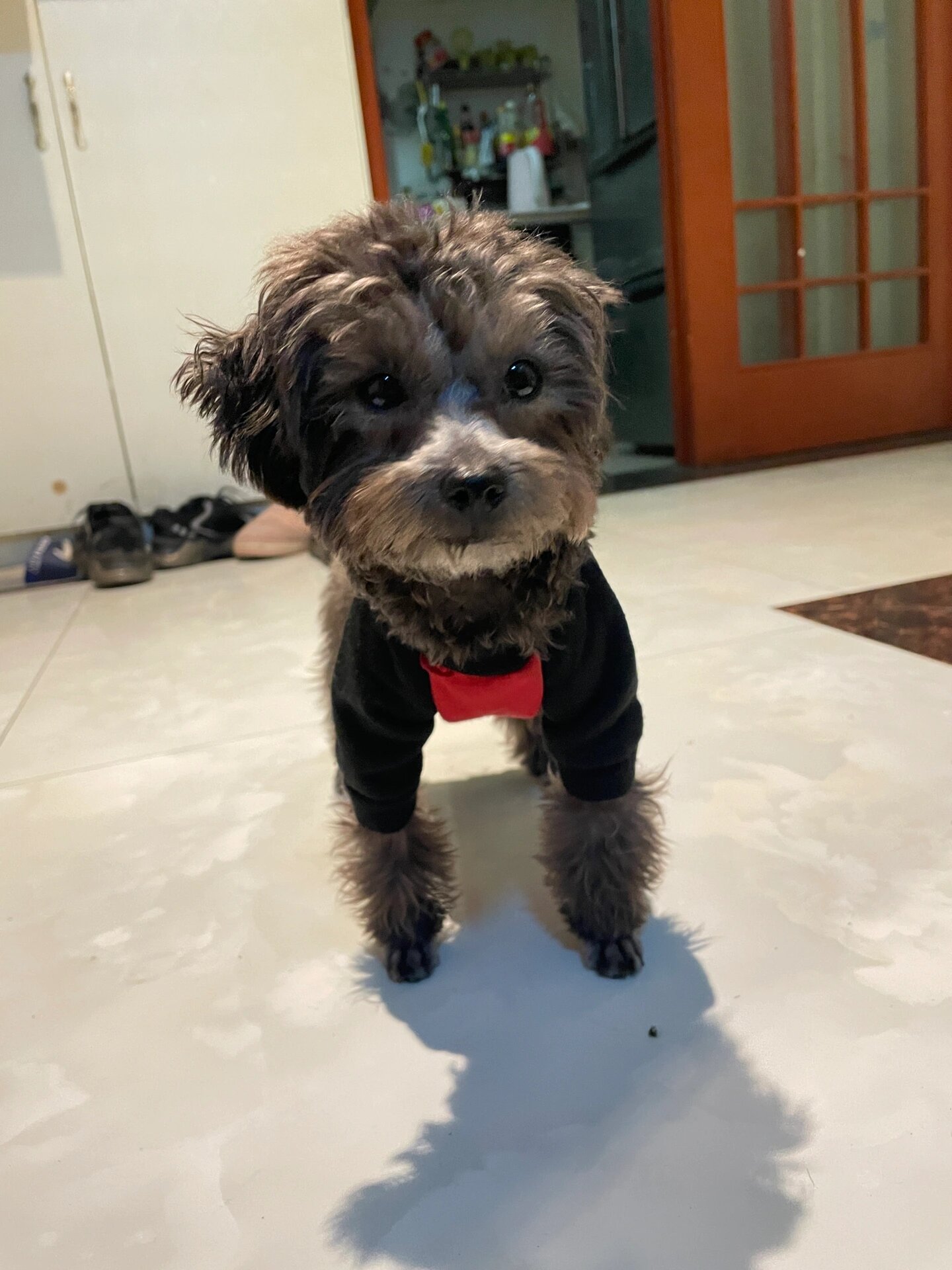 买小体灰泰迪后悔了