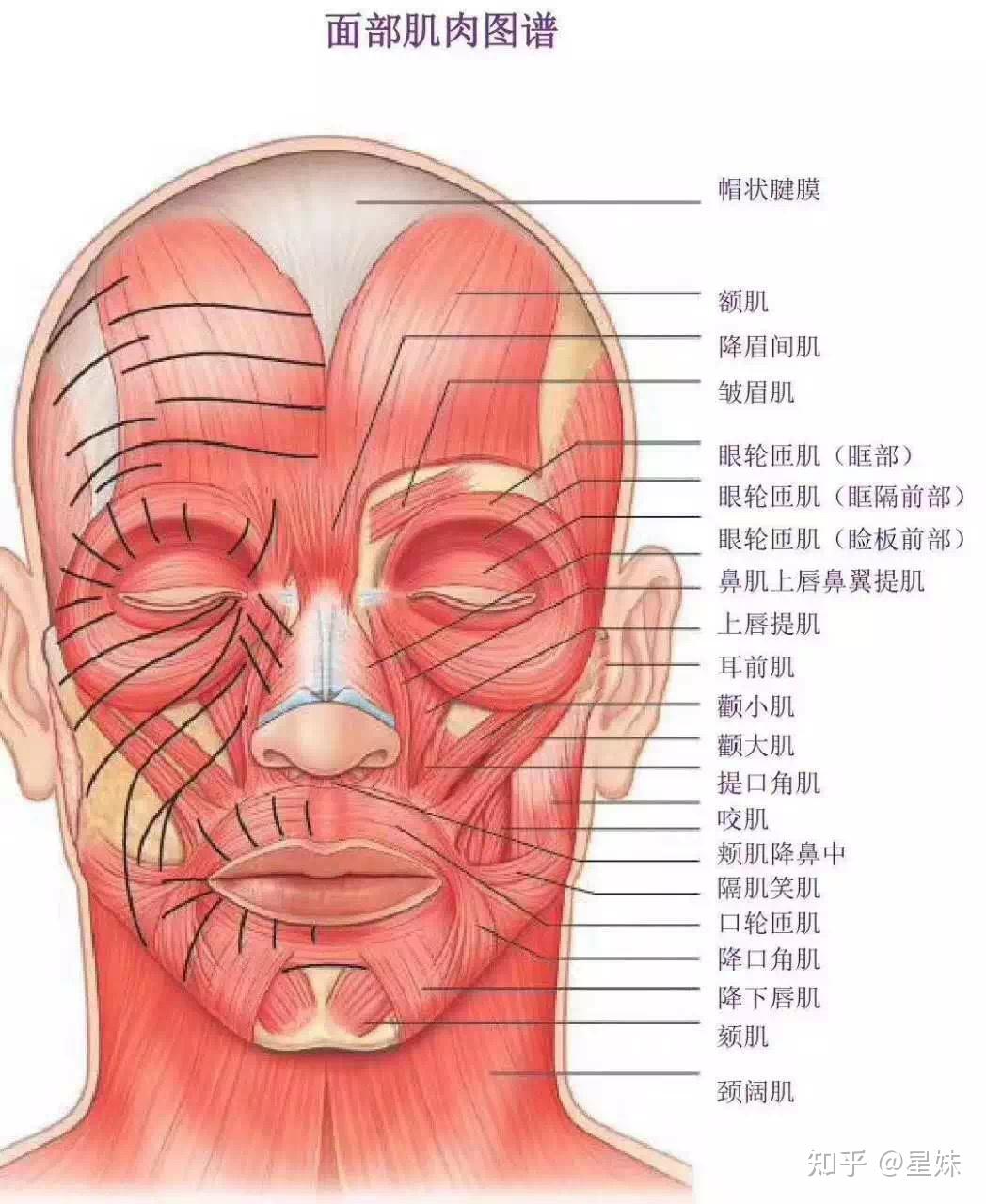 皱眉肌解剖图图片