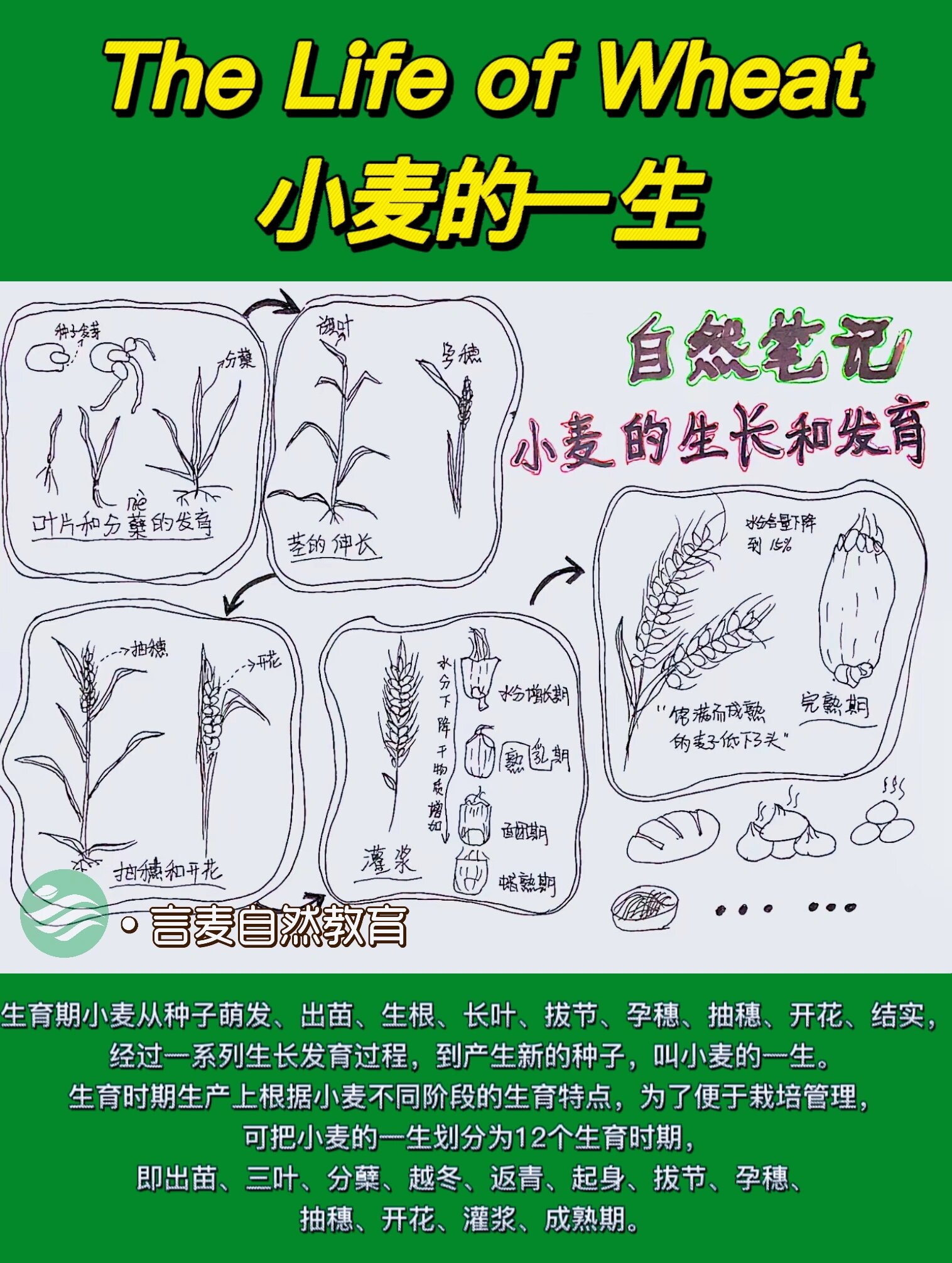 自然教育生命周期之小麦的一生