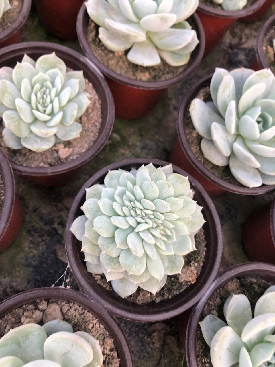 劳林多肉,今年火起来的品种95 劳林,本人于16年韩国dg回来的品种