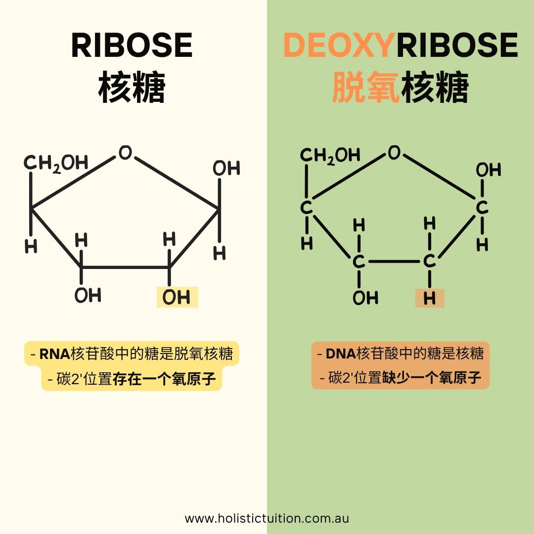 有两种类型的核酸:脱氧核糖核酸(dna)和核糖核酸