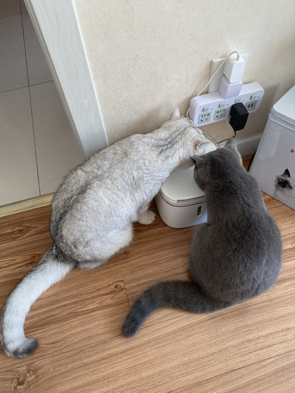 公猫不绝育,光给母猫绝,让他俩保留交配能力 银渐层是公的,蓝猫是母的