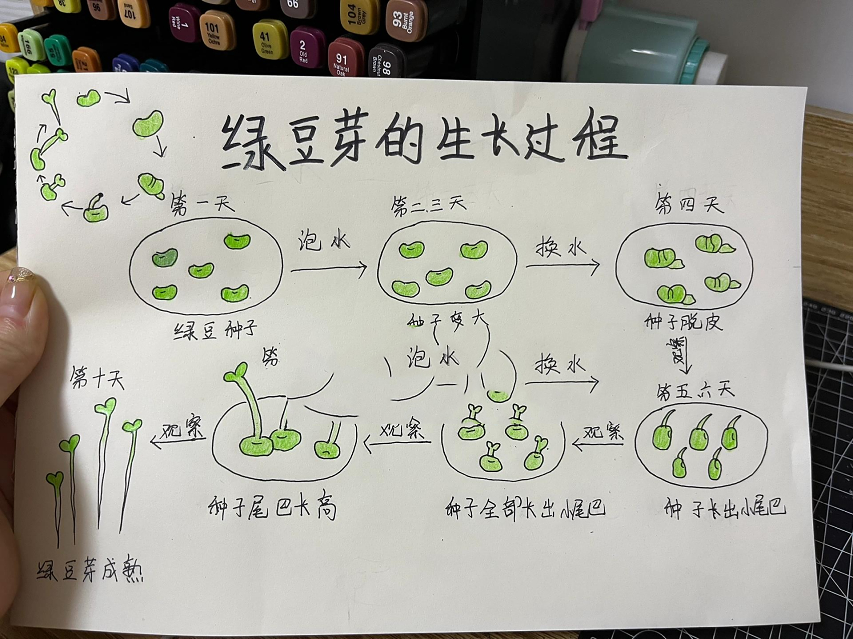 绿豆生长过程绘画图片