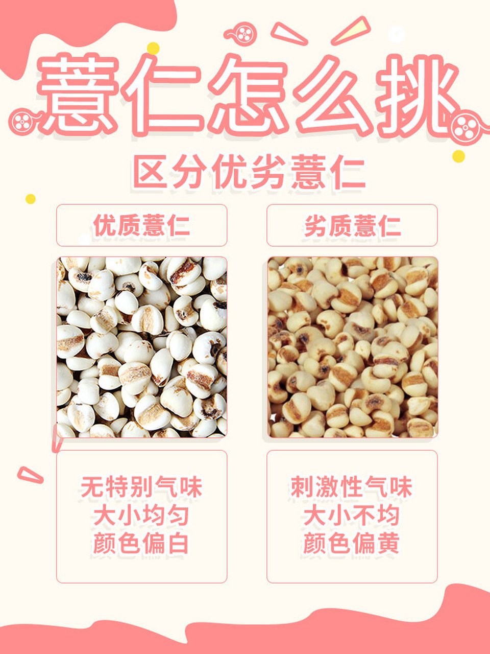 73优质的薏苡仁没有特别气味,大小均匀,颜色偏白 .
