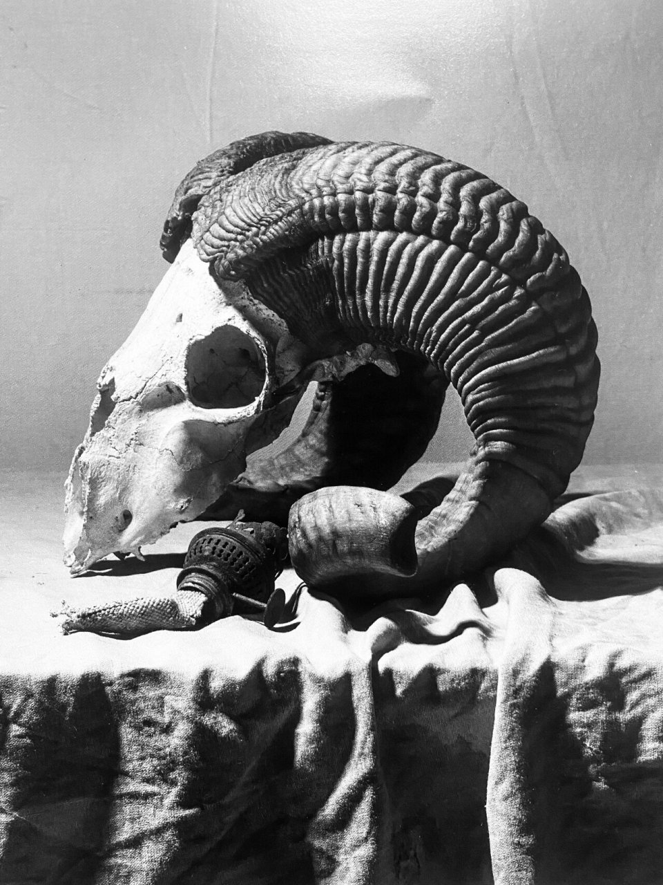 千寻画室素描静物羊头骨步骤!