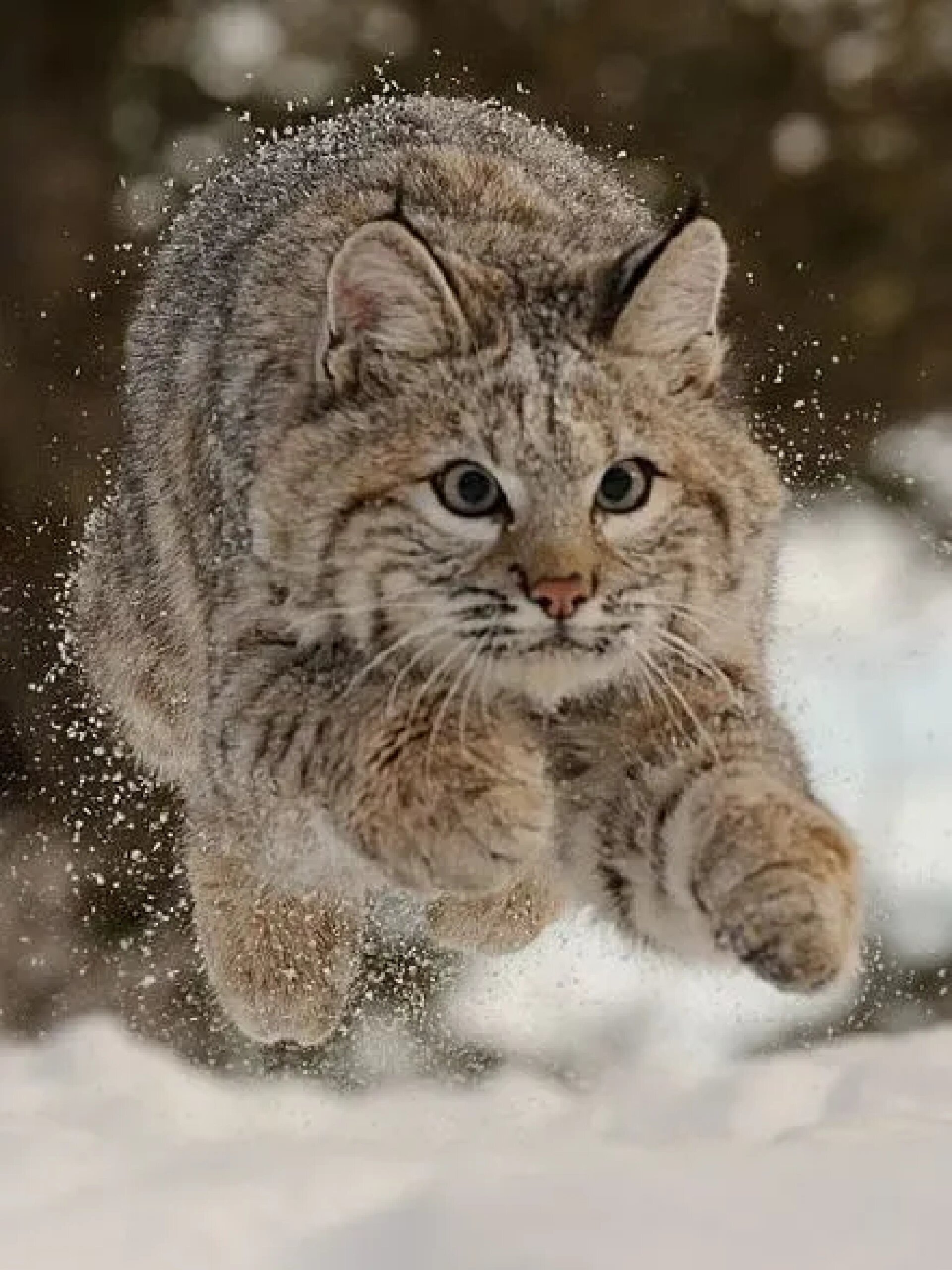 动物餐厅猞猁图片