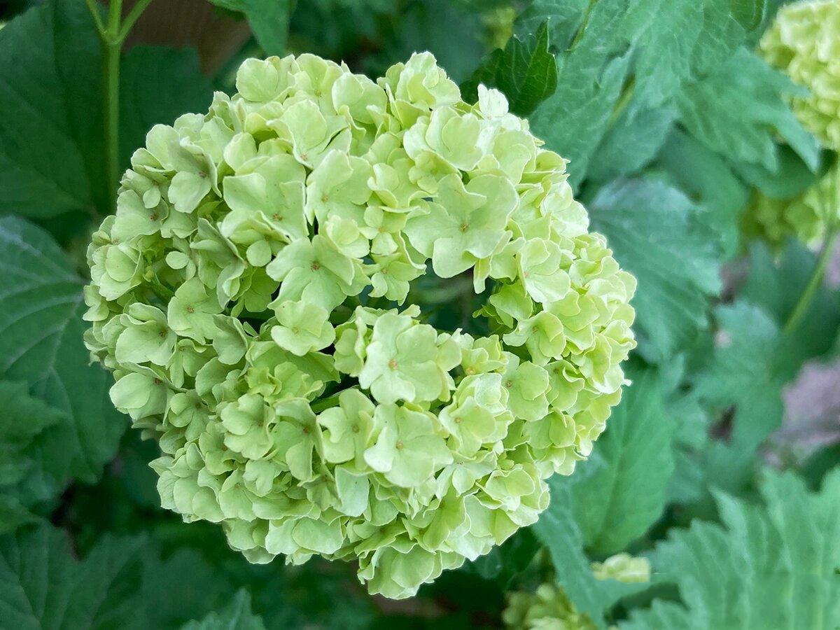 有趣的花 绿色的花应该是不常见的吧 何况是这么大一朵 这个是绣腔è