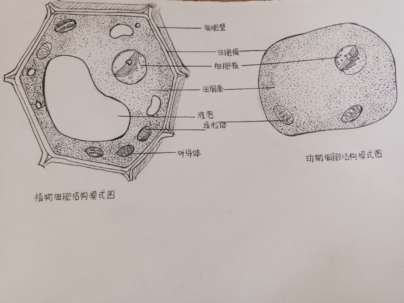 七上动植物细胞结构模式简图