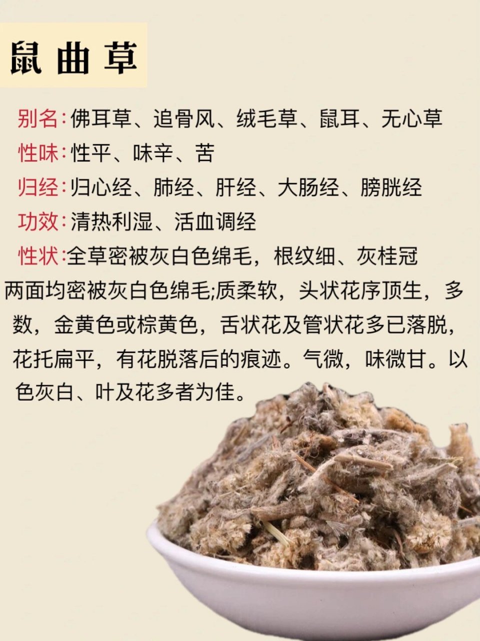 每天学习一味药|鼠曲草 别名:佛耳草,追骨风,绒毛草,鼠耳,无心草 性味