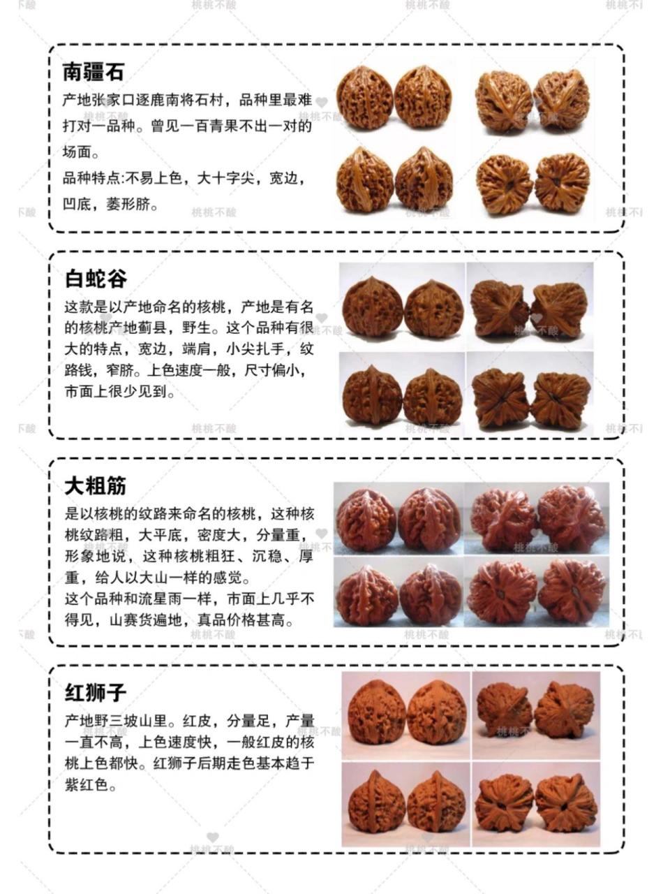 文玩核桃|热门品种大集合新手不要错过  ——