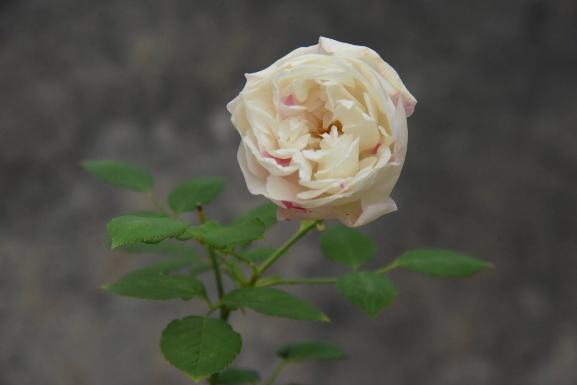 中国古老月季——枫叶芦花 中国古老月季 枫叶芦花,洒金,洒金白,抓破