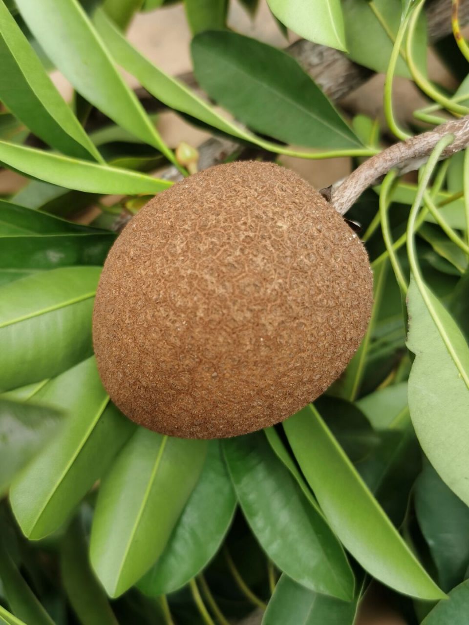 十年前在天台种了一颗果树,一直没细究是什么果树