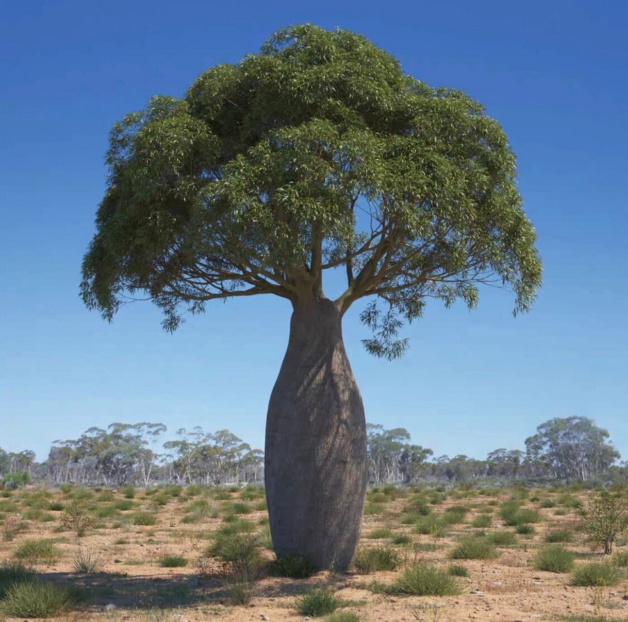 澳大利亚昆士兰瓶干树 岩生酒瓶树(学名:brachychiton rupestris (t.