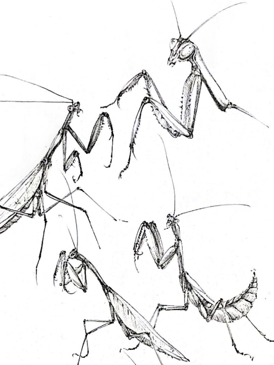 螳螂素描简笔画图片