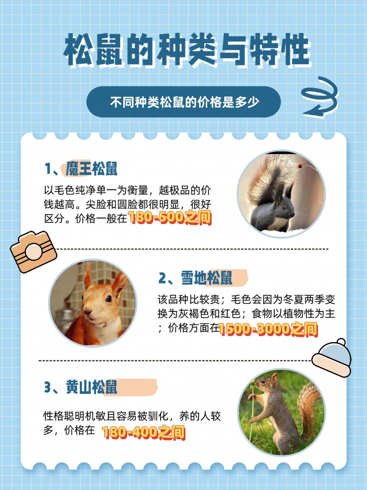 宠物松鼠的种类与价格 松鼠现在越来越受欢迎,越来越多人养 但是松鼠