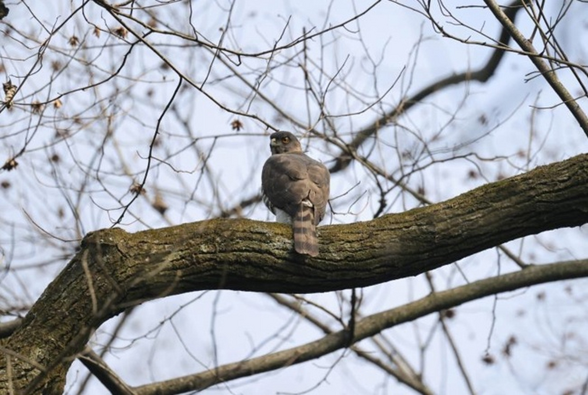 【2023年成都市夏季鸟类多样性调查情况公布】#3500余只夏候鸟在成都