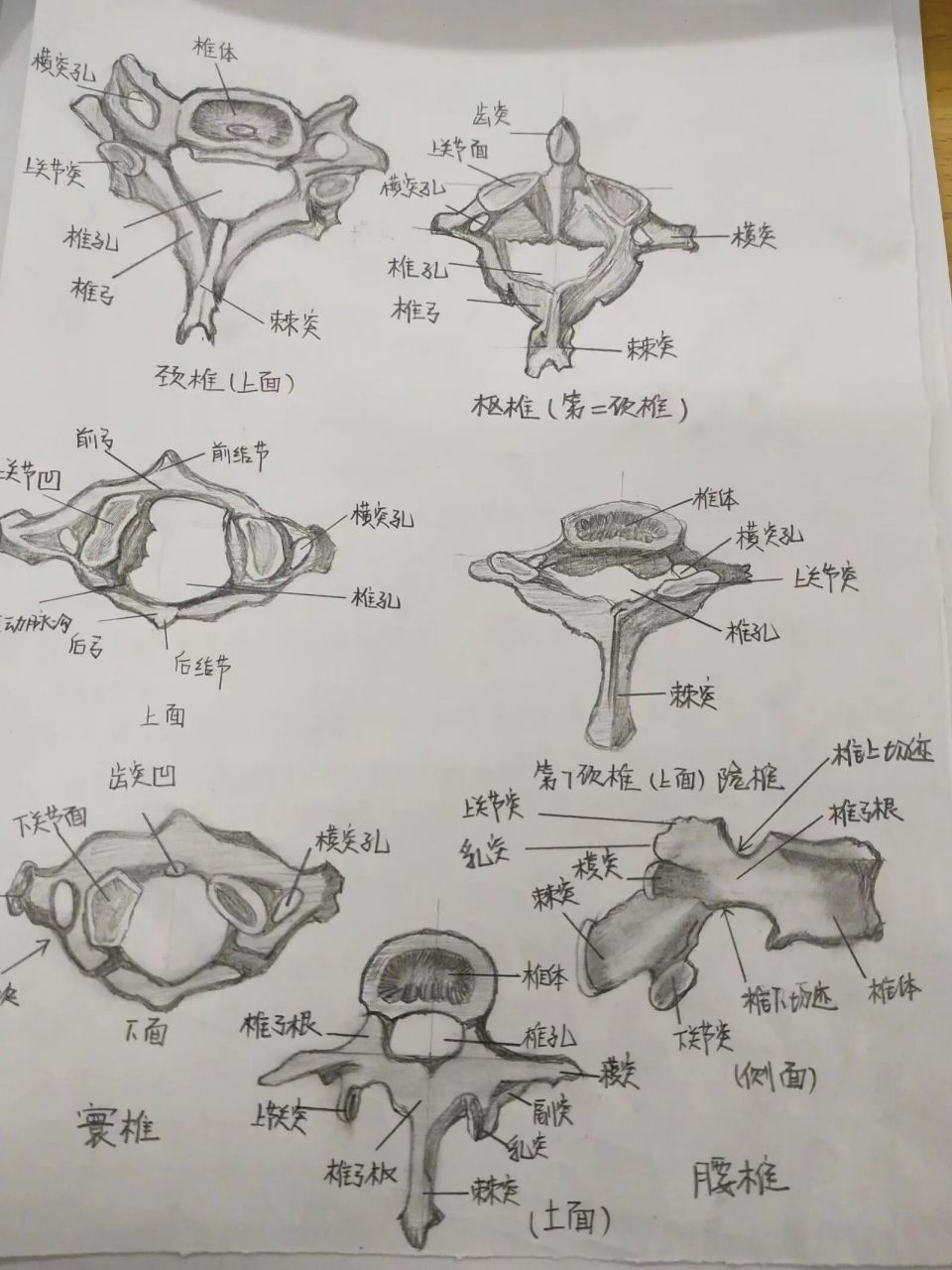 解剖图手绘大赛获奖图片