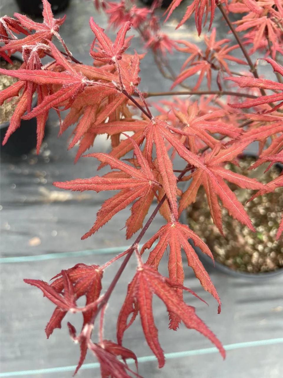 枫树品种|紫精灵 枫树品种:紫精灵 拉丁文:acer palmatum purple