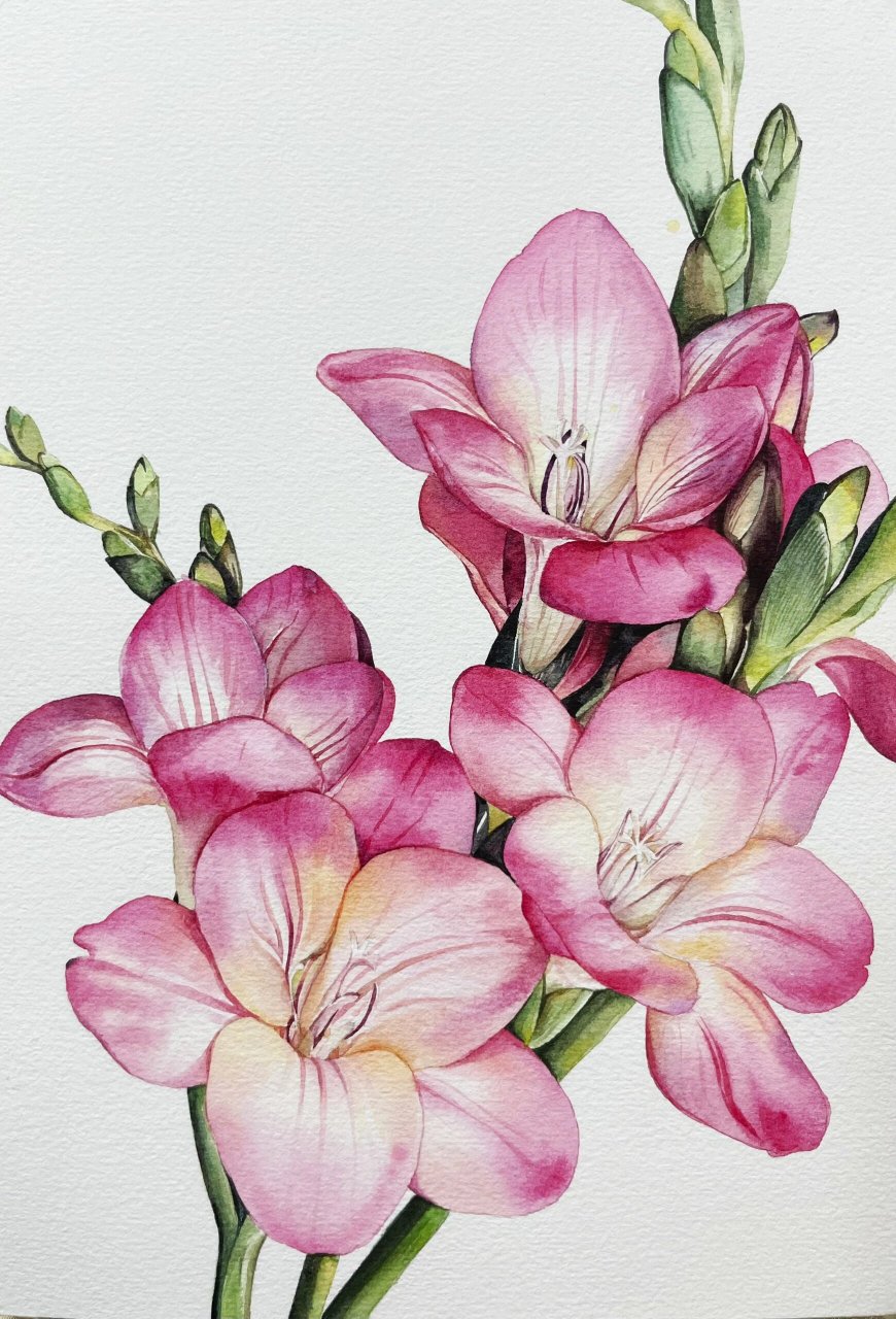 治愈系花卉～香雪兰(小苍兰) 画的时候总是想到苍兰决.