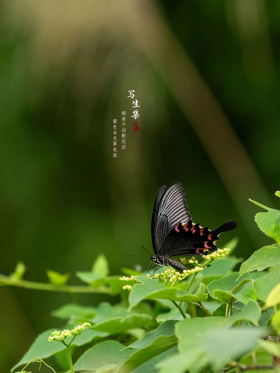 奇妙生物圈# #微距摄影# #碧凤蝶# #摄影日常