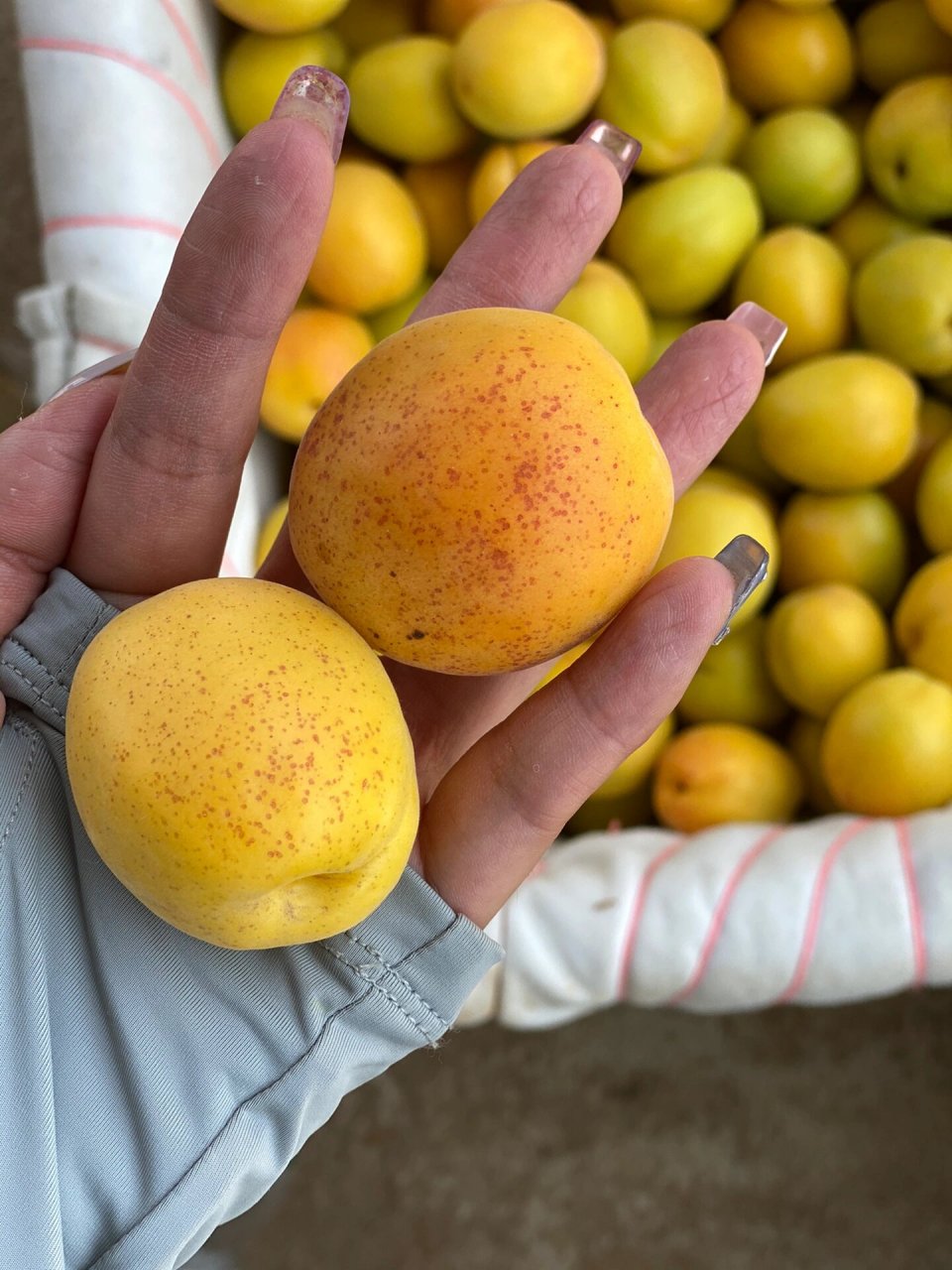 荷兰香蜜杏儿 荷兰香蜜杏,自然成熟,肉甜软糯,仁香