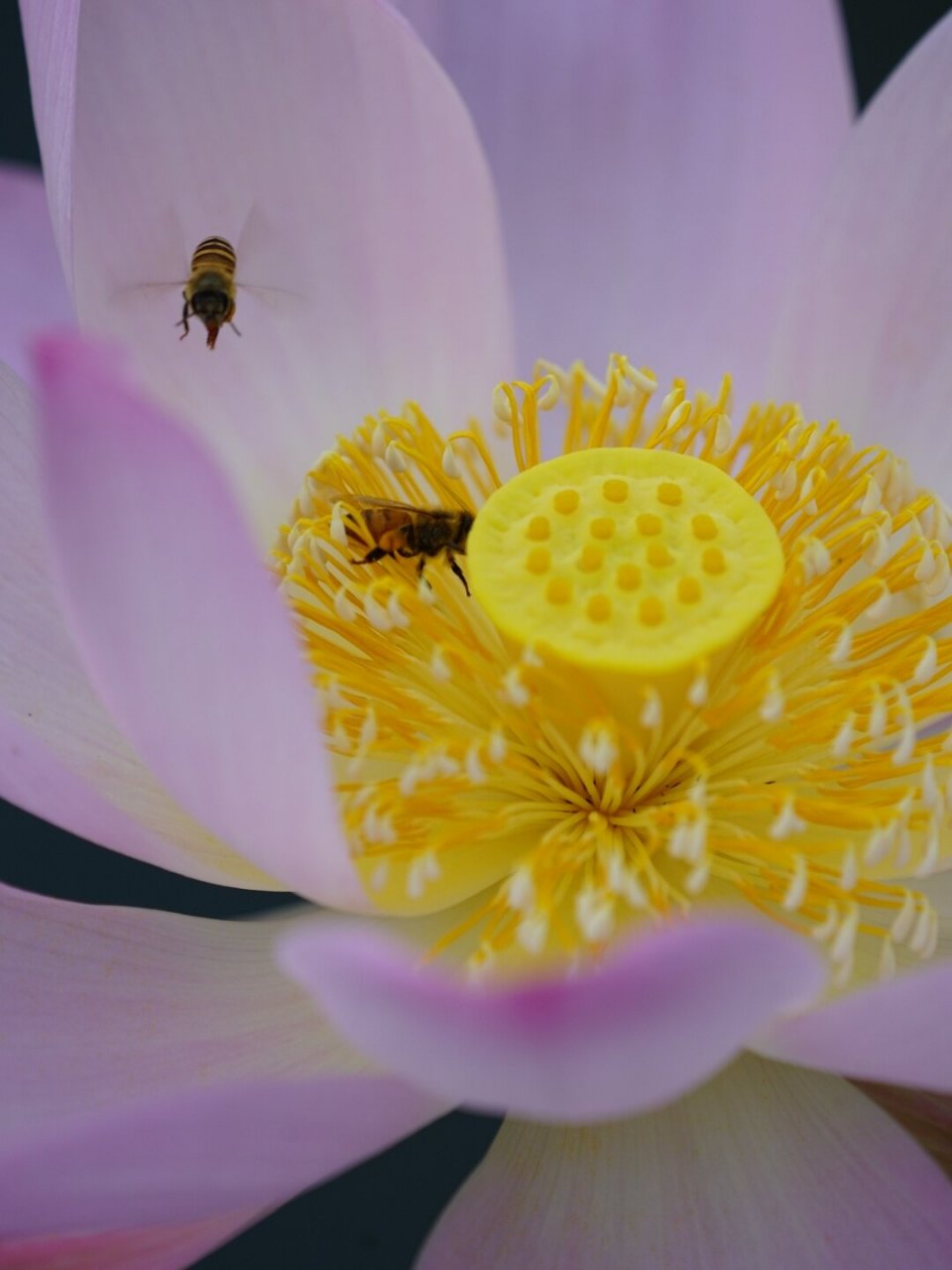 勤劳的小蜜蜂也迷上荷花仙子了 勤劳的小蜜蜂也迷上荷花仙子了