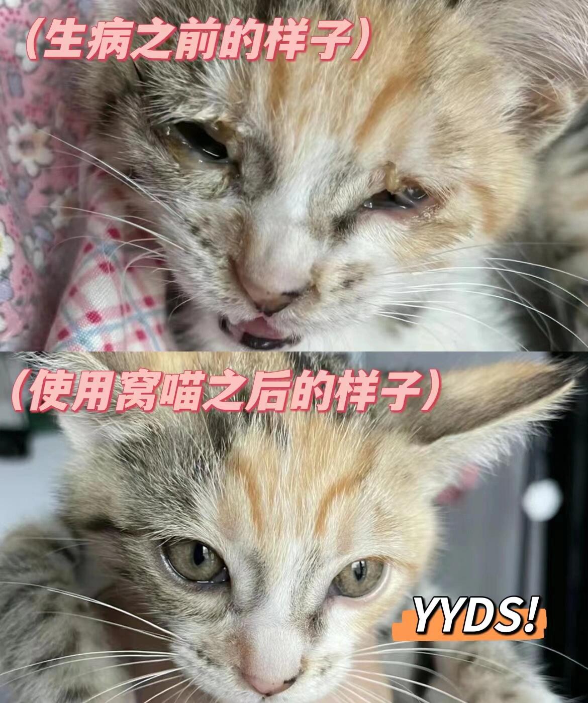 猫鼻支结膜炎图片