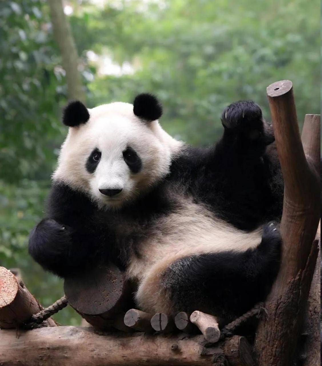 大熊猫和花和和叶真是一对好贴心的姐弟呀.