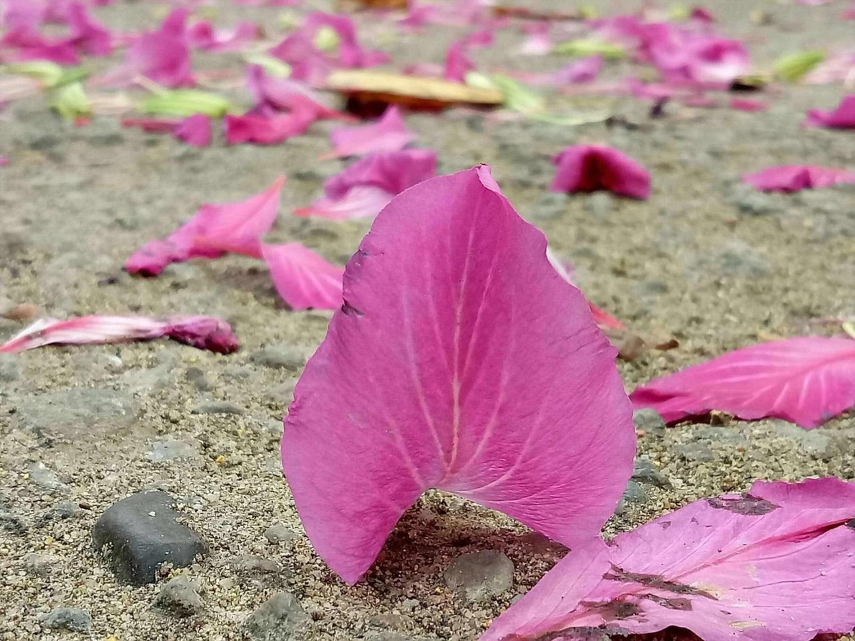 (落叶归根) 落叶让人惆怅,落花让人伤感,可是谁又能够知道,她们为下一