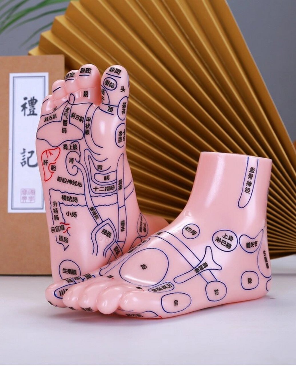 五脏六腑在手脚上的反射区*乳腺增生结节 泡完脚可点压按揉相对应的