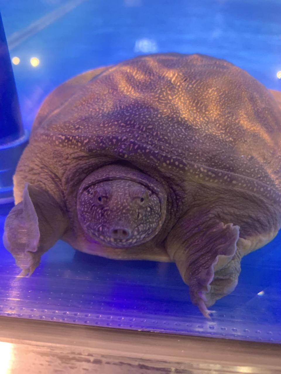 第一次看到乌龟的鼻子长这个样子