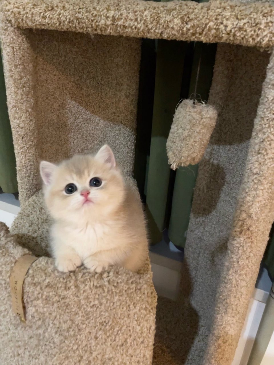 取名纠结困难症 蓝金渐层 蓝金妹妹 家里有个布偶哥哥叫巧克力 不知道