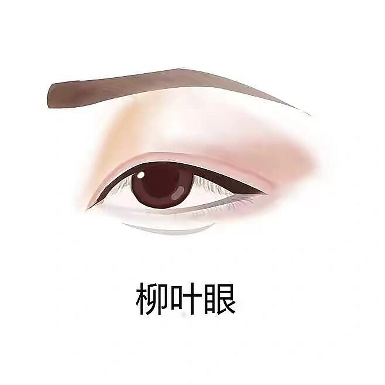 柳叶眼的主要特点 柳叶眼主要特色内外眼角都尖但双眼皮和杏眼一样呈
