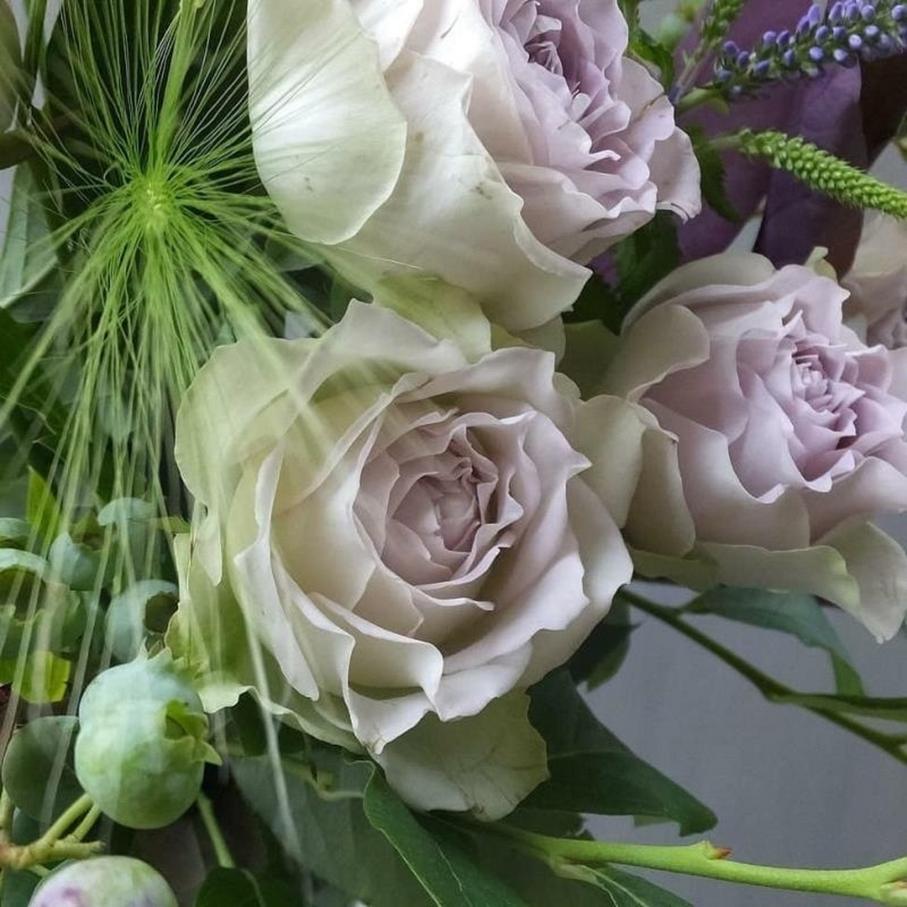 日本月季 95青金石面纱95 日本月季 95青金石面纱95 日本今井