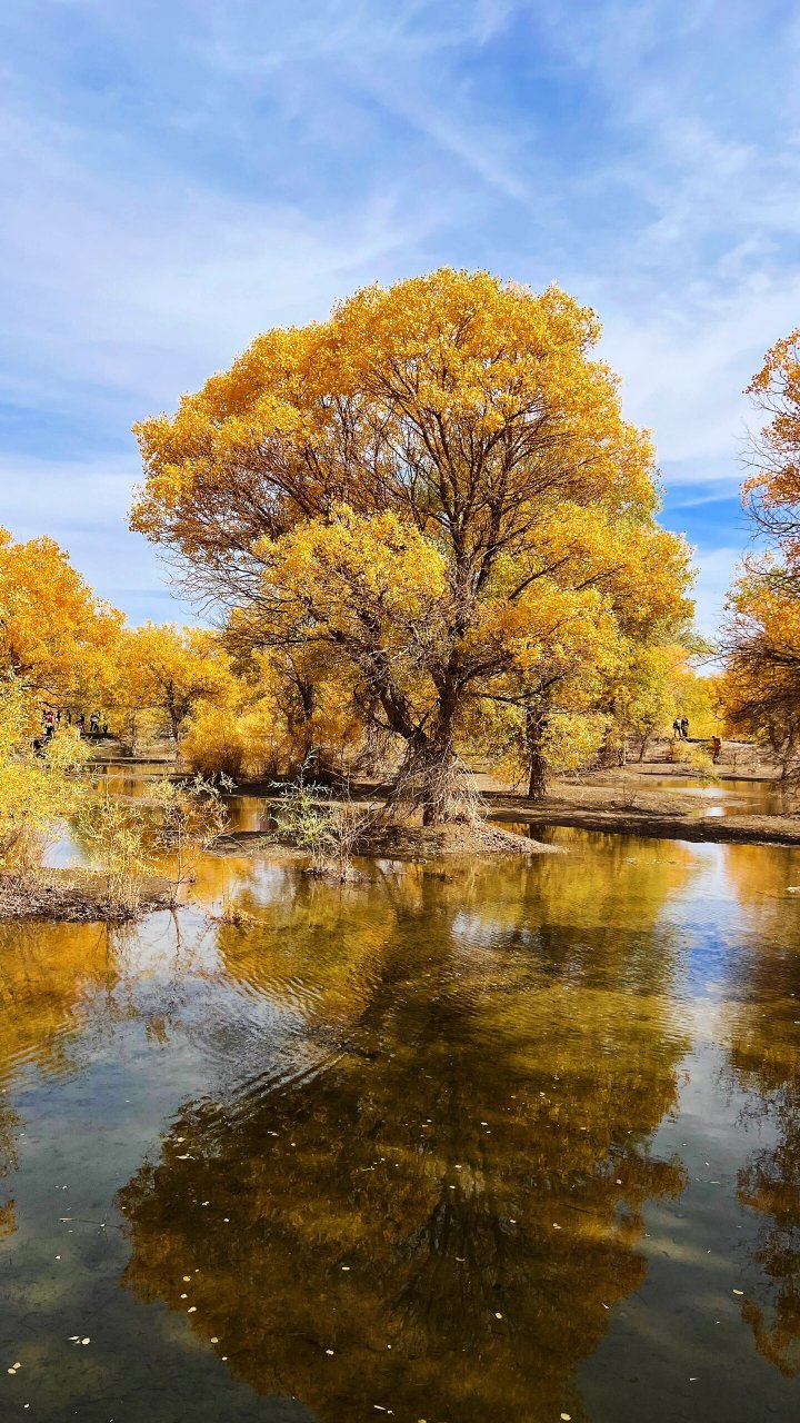甘肃金塔胡杨林 挺好的,拍照很出片的一个地方,就是稍微有点远