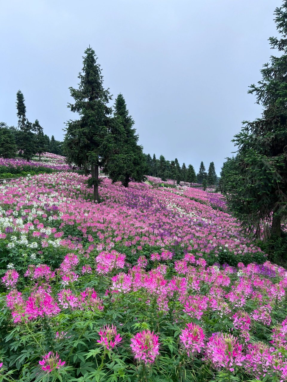 大竹花海森林图片