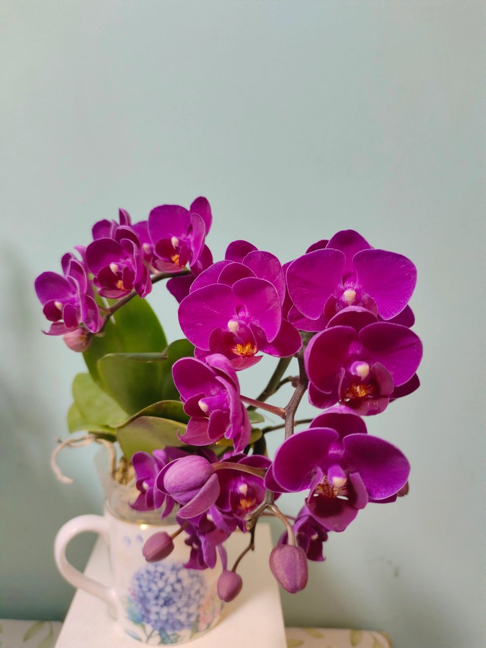 蝴蝶兰小草莓 开爆了