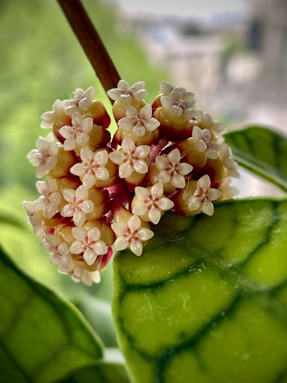 淡味球兰又叫西瓜皮球兰,大苗来时正开,花球不大,有油润的蜡质感,带淡