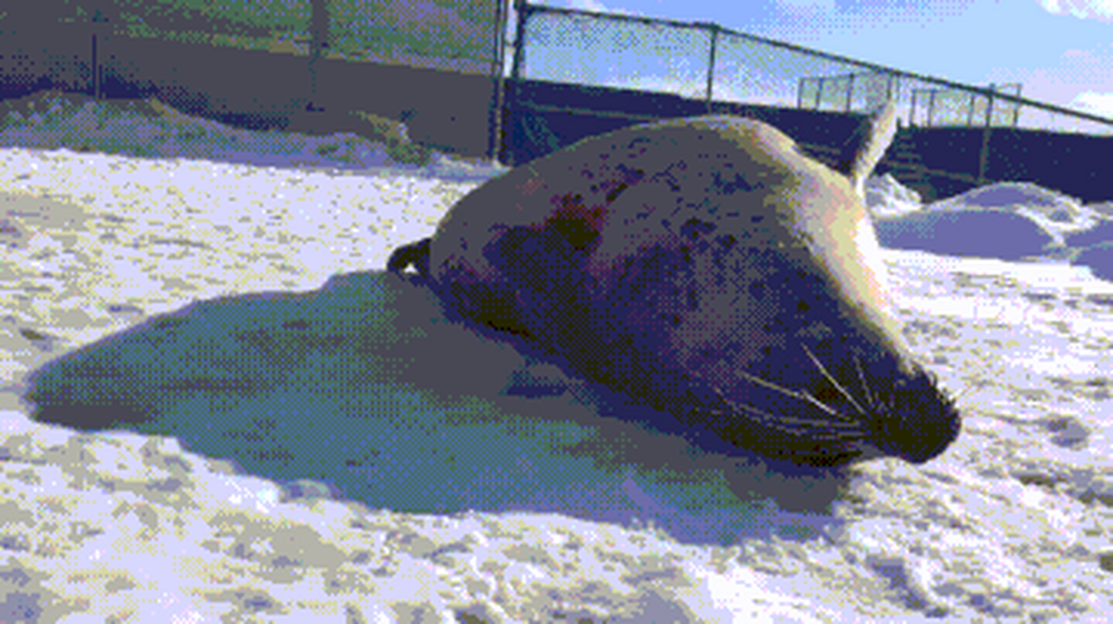 如果把动图倒放,会怎样?