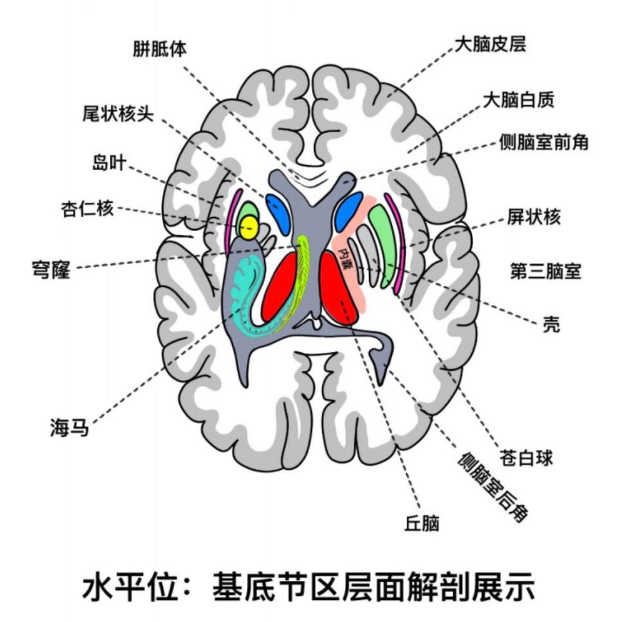 脑基底节区解剖图图片