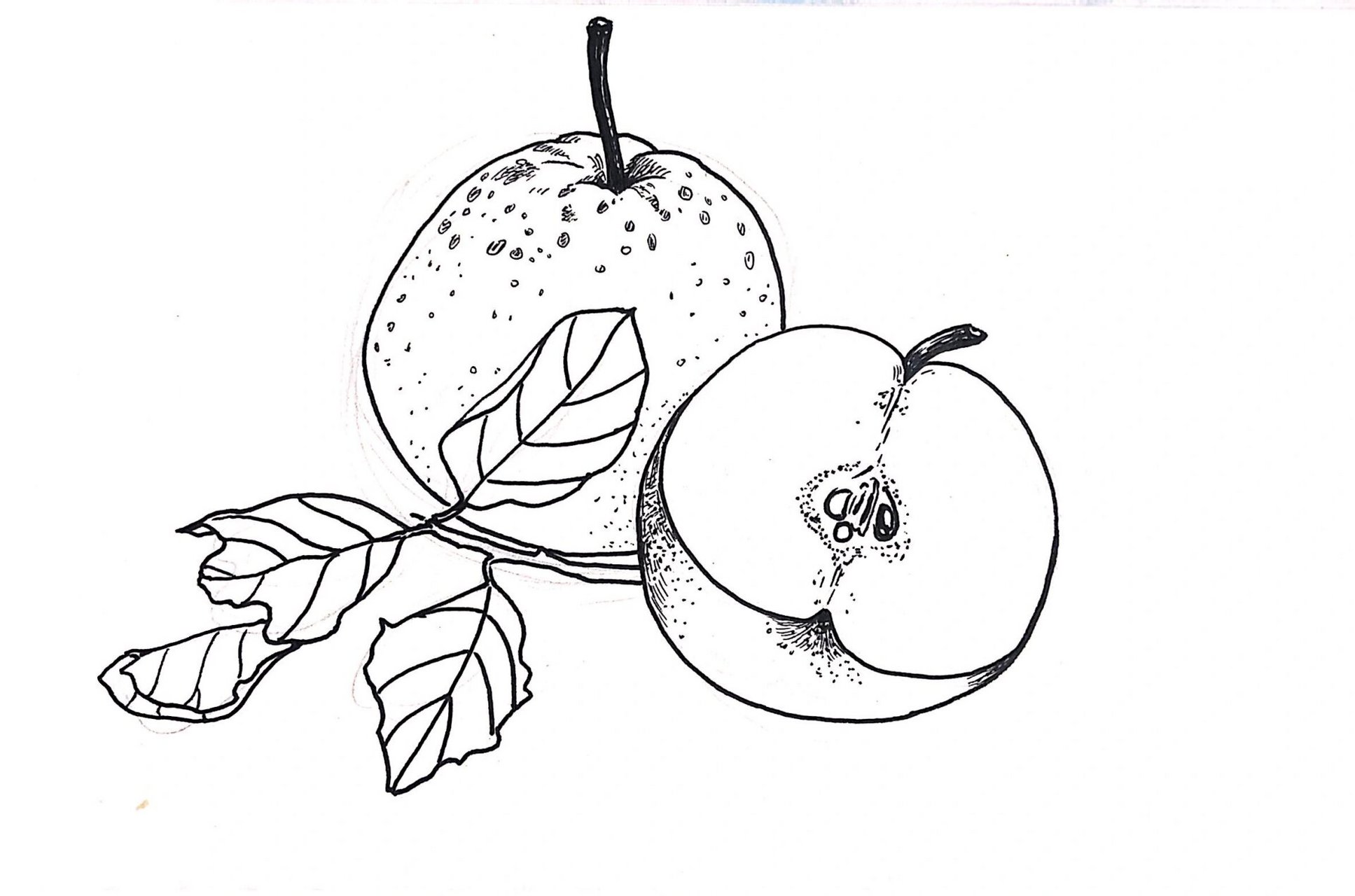 香甜细腻的雪梨98 雪梨润肺,多吃有好处哦