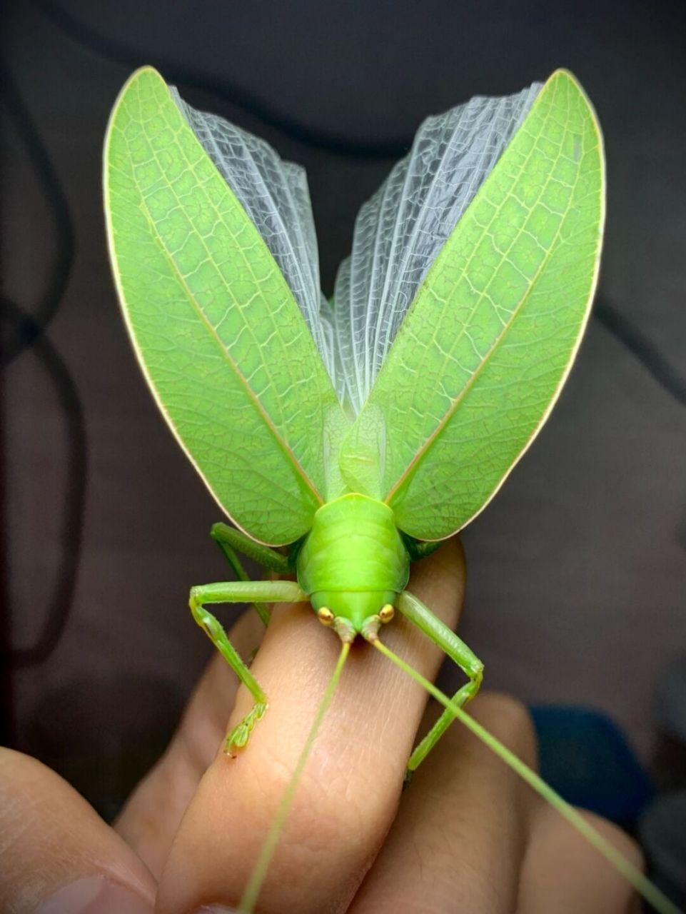 小绿胖子95 山陵丽叶螽#昆虫# #螽斯
