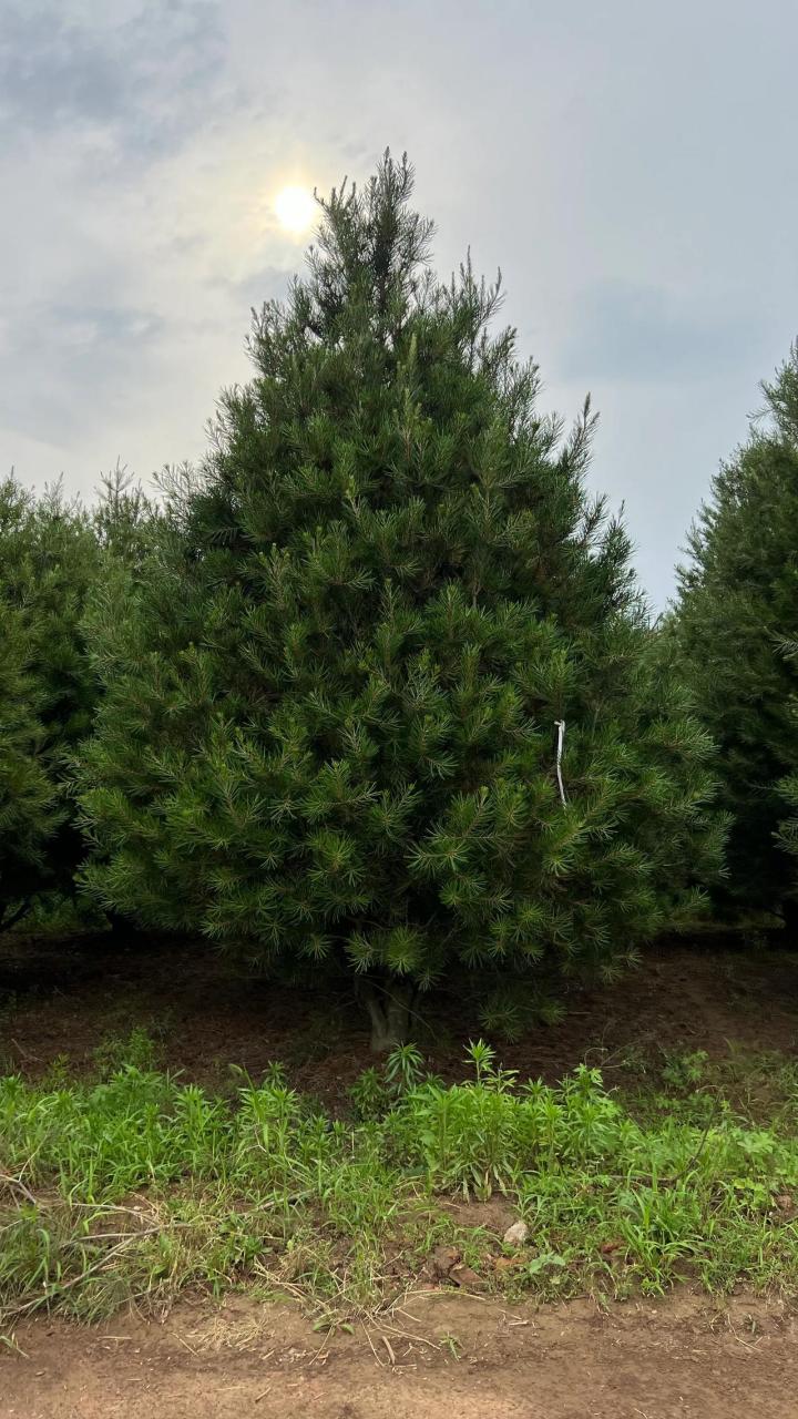 5米塔形,蓝田白皮松 陕西白皮松