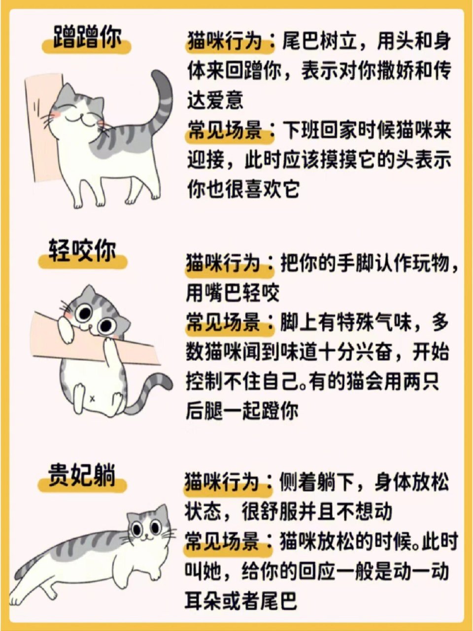 20种猫咪肢体语言02丨养宠必备 猫咪行为解读来啦!