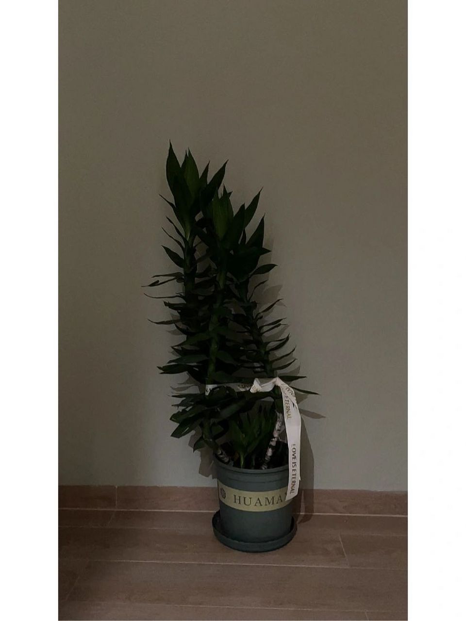 土培富贵竹,养爆棚了 三根富贵竹人是2020年在老家五块钱四根买的