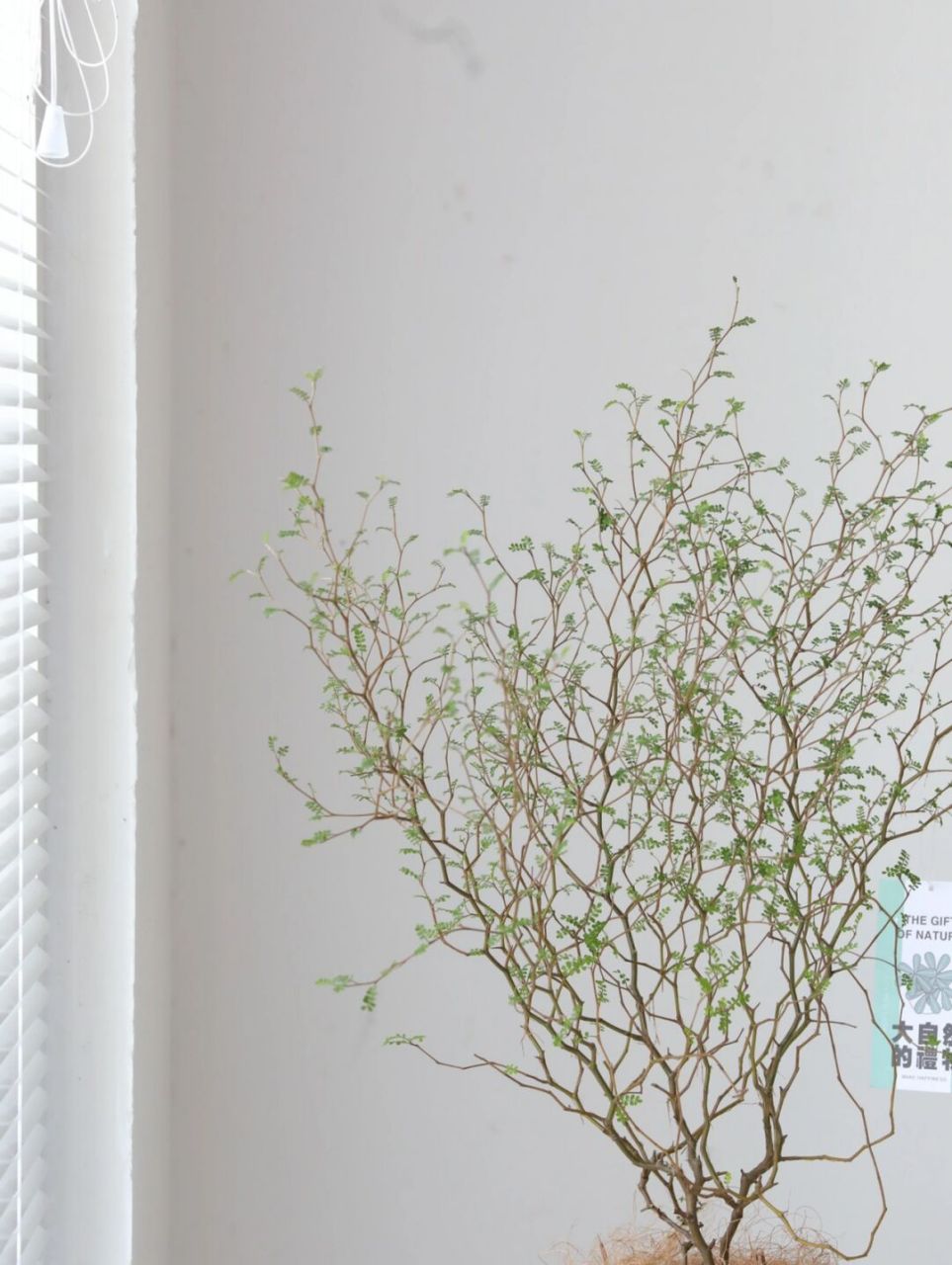 新西兰童话树一盆就实现! 无需修剪,自然成景.