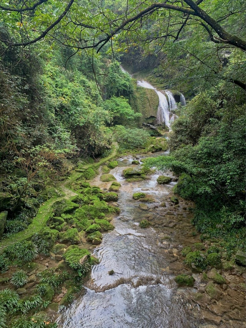 荔波茂兰‖带你走进绿野仙踪 茂兰被评选为"中国最美十大森林"之一 但