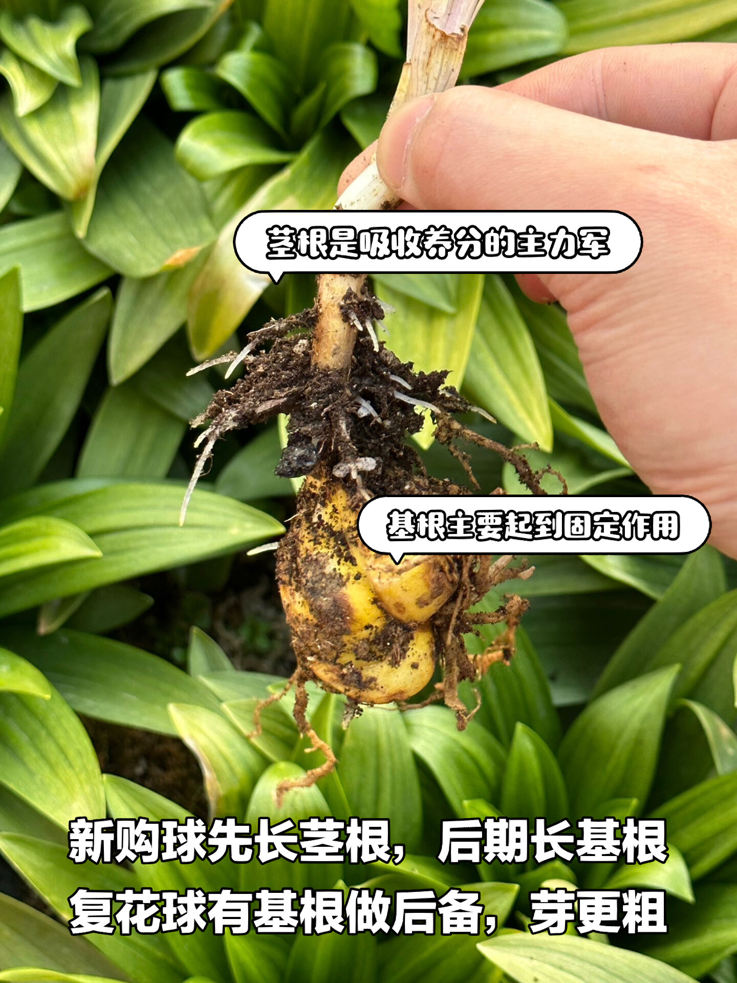 百合花鳞茎科普-基根,茎根的作用与养护要点 16615基生根:长在