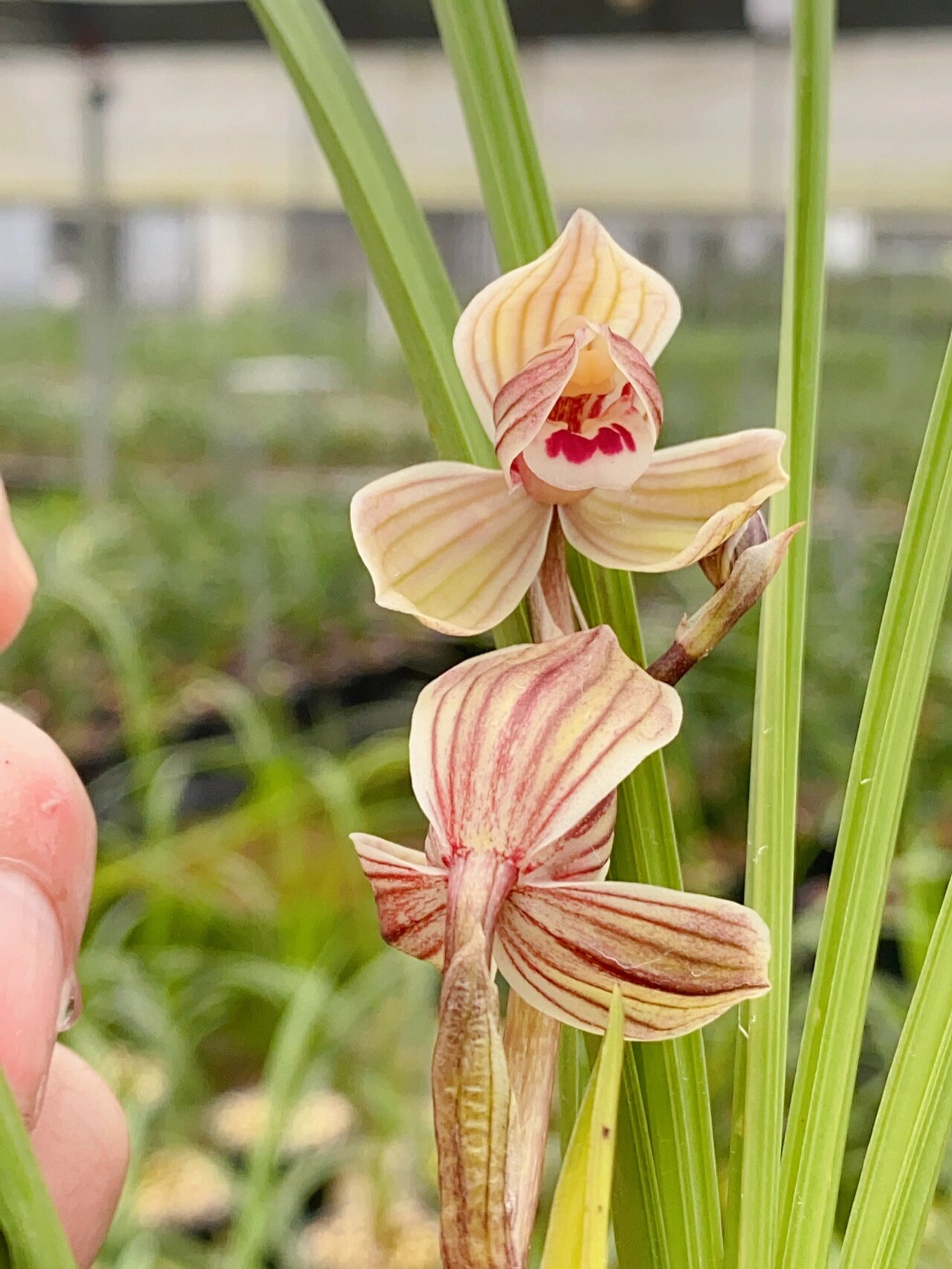 莲瓣兰,紫熙荷,福建开品也是棒棒哒