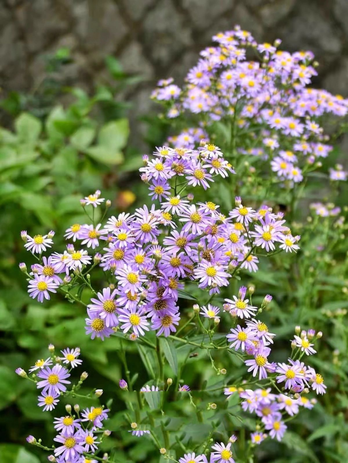 9款北方花园植物品种/耐寒宿根花草/石家庄